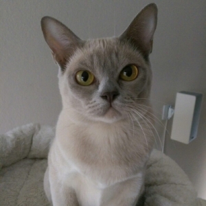 CH Brangelina von Belvenie